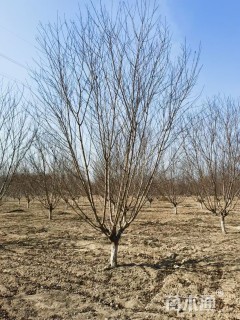 11公分红叶碧桃