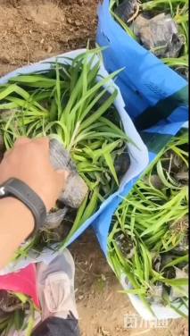 高度40厘米金娃娃萱草