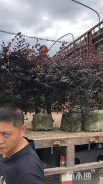 冠幅50厘米红花继木球