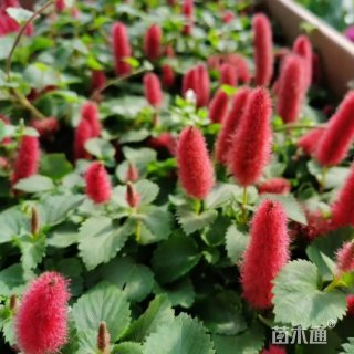 高度25厘米狗尾紅
