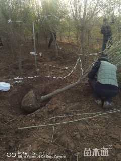 高度400厘米小叶女贞