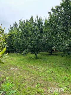 高度400厘米南丰蜜桔