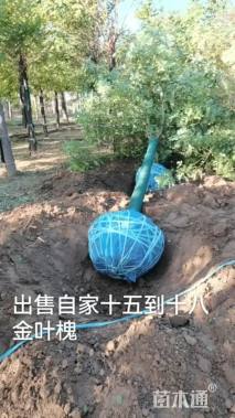 16公分金叶槐