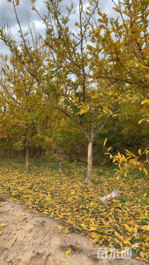 高度300厘米石榴