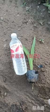 高度20厘米唐菖蒲