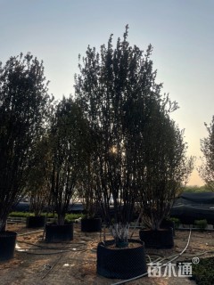 高度400厘米丛生紫叶李