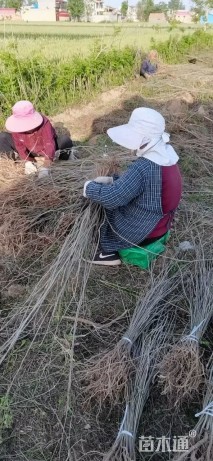 高度80厘米紫穗槐