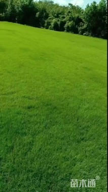 草卷状百慕大草