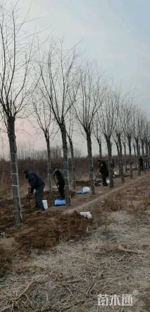 12公分嫁接垂柳