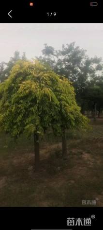 11公分金叶垂榆