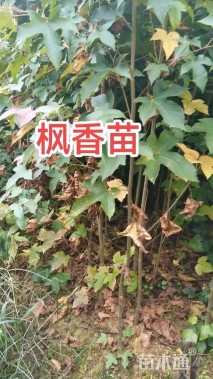 0.9公分枫香