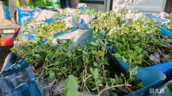 高度15厘米蔓花生