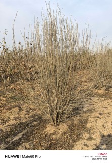 高度250厘米木槿
