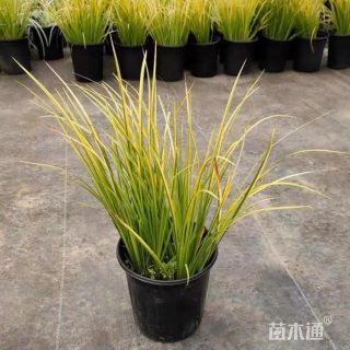 高度30厘米石菖蒲