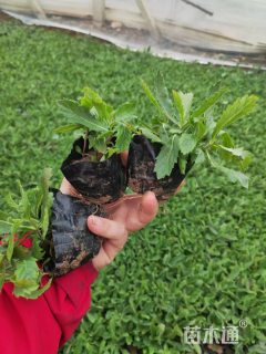高度15厘米马鞭草