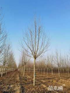 18公分速生法桐