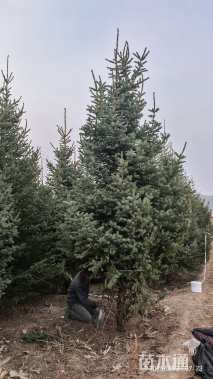高度400厘米青海云杉