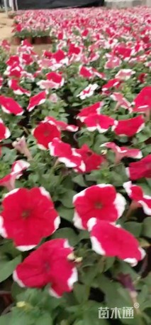 高度30厘米矮牵牛