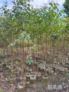 高度50厘米桉树小苗