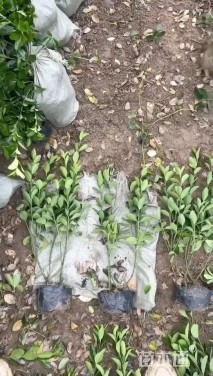 高度70厘米大叶黄杨