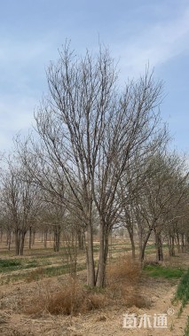 高度8000厘米丛生国槐