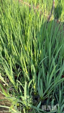 高度40厘米黄菖蒲