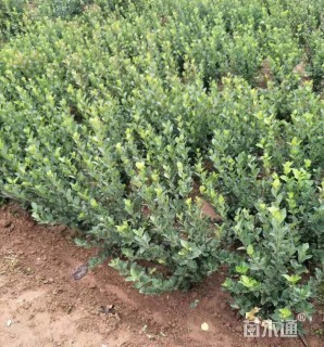 高度40厘米胶东卫矛