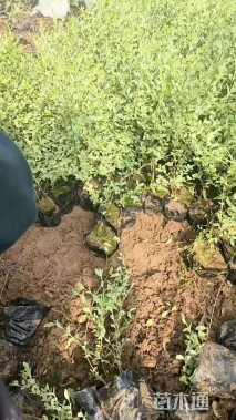 高度40厘米银姬小蜡