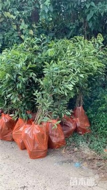 高度100厘米沉香小苗