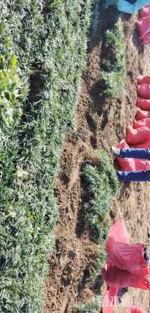 高度20厘米麦冬