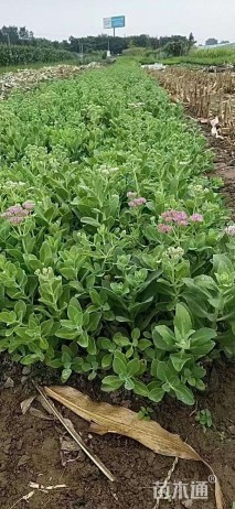 高度30厘米八宝景天