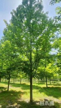 10公分美国红枫