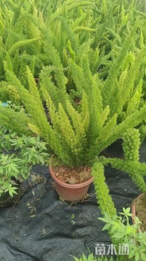 高度40厘米狐尾天门冬