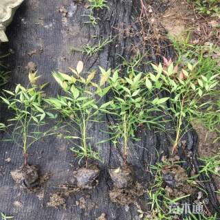 高度35厘米南天竹