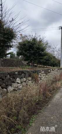 10公分鸡爪槭