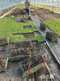 高度1厘米欧石竹