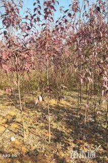 2公分香港四照花