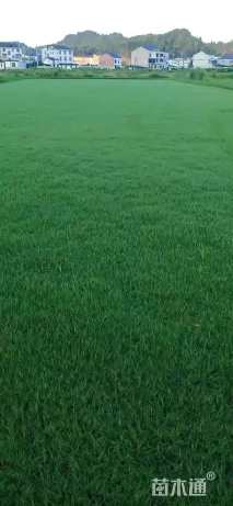 草块状百慕大草
