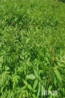 高度60厘米香椿小苗