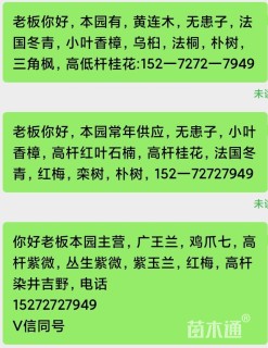 15公分广玉兰