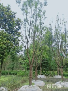 15公分香樟