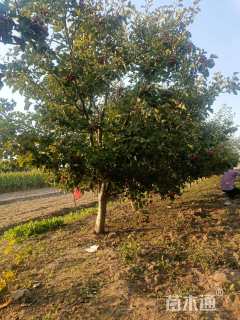 12公分山楂树