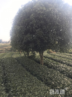 20公分桂花