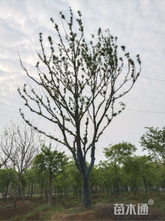 25公分朴树