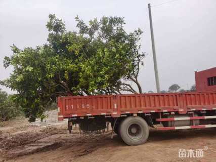15公分香柚