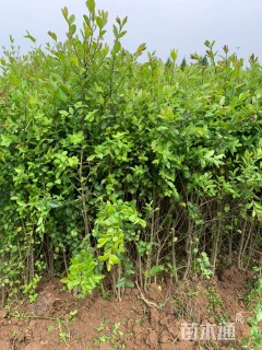 高度40厘米小叶女贞