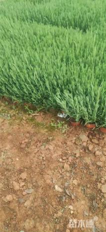 高度25厘米薰衣草