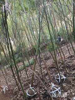 3公分光杆香樟