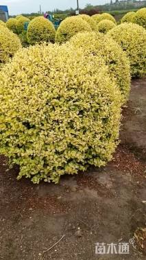 高度180厘米变色女贞