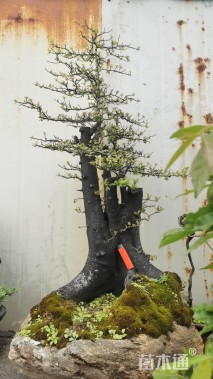 高度70厘米金弹子